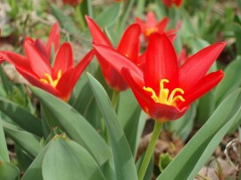 photo red tulips