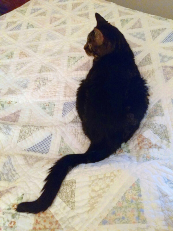 cat sitting on a quilt